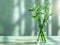 Dracena lucky bamboo growing in glass vase with water