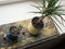 Dracena plant in pot. lifestyle home decoration
