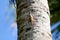 Draco lizards flying or gliding in rainforests in Thailand