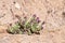 Dracocephalum aucheri flower thrived on rock , flora of Iran