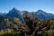 Dracophyllum longifolium, Inaka or Dragon Leaf alpine plant grass tree native to New Zealand, Darran Mountains, Key Summit