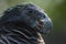 dracula parrot portrait