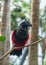 Dracula parrot or vulturine parrot sitting on a branch. Blurred nature at the background