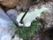 Dracunculus vulgaris white form