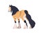 Draft draught heavy horse. Work stallion, tinker, gypsy cob breed. Purebred steed, equine animal with feathering on legs