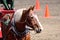 Draft horse with blaze face at show.