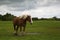 Draft Horse on the Bluebonnet Trail Near Ennis, Texas