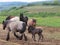 Draft horse herd