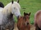 Draft horse herd