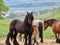 Draft horse herd