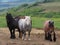 Draft horse herd