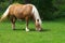 Draft horse and its foal