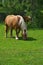 Draft horse and its foal