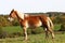 Draft horse standing tall