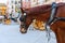 Draft horse of traditional horse carriages in Seville, Spain