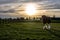 Draft horse walking with sun flare