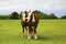 Draft Horses on the Bluebonnet Trail Near Ennis, Texas
