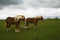 Draft Horses on the Bluebonnet Trail Near Ennis, Texas