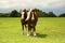 Draft Horses on the Bluebonnet Trail Near Ennis, Texas