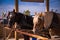 Draft horses in harness pulling a wagon along the street