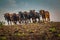 Draft Horses Plow Field