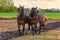 Draft Horses Plowing a Field