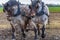 Draft Horses Plowing a Field