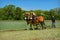 Draft Horses Plowing Field