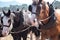 Draft Horses standing patiently