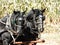 Draft horses working on the farm in corn field