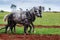 Draft Horses Working the Field