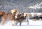 Draft Horses Working Hard Pulling in Snow