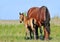 Draft mare and foal in summer pasture