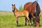 Draft mare and foal in summer pasture