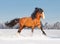Draft russian horse