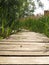 Dragoman Swamp reed and wooden path through it.