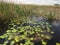 Dragoman Swamp reed and wooden path through it.