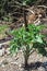 Dragon arum Dracunculus vulgaris flower in Samaria Gorge - Cre