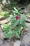 Dragon arum Dracunculus vulgaris flower in Samaria Gorge - Cre