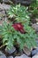 Dragon arum Dracunculus vulgaris flower in Samaria Gorge - Cre