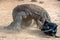 The dragon attacks. The Komodo dragon with the prey. The Komodo dragon, Scientific name: Varanus komodoensis, is the biggest