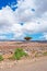 A Dragon Blood tree, Socotra, Yemen