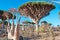 Dragon Blood trees and flowering Bottle trees in the protected area of Dixam Plateau, Socotra Island, Yemen