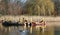 Dragon Boats, Bedford, UK