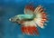 Dragon Crowntail Betta Splenden Fish