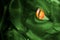 Dragon eye closeup image. Red orange fire eye and green reptile skin macro. Fantastic magic creature visualization