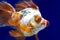 Dragon eye Goldfish in Fish Tank
