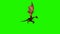 Dragon in flight - green screen