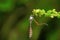 Dragon fly, Aarey Milk Colony , INDIA