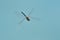 Dragon fly against blue sky